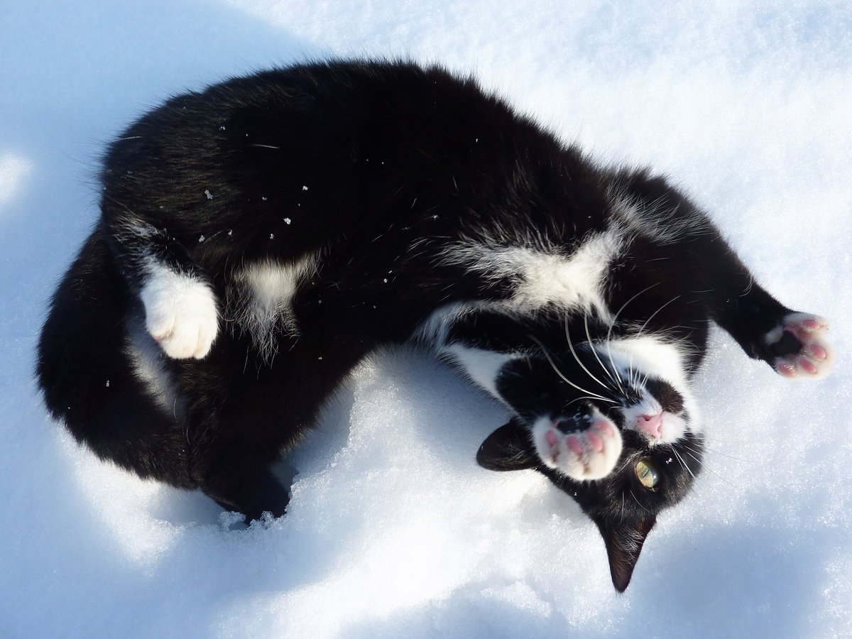 Paula sollte das nächste Gesicht von Amazon-Haustier sein, weil sie eine neugierige, intelligente, verfressene, verspielte, und fotogene Katze ist.
#AmazonPets2019