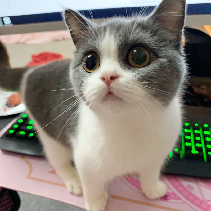 Twitterのコスプレ画像9