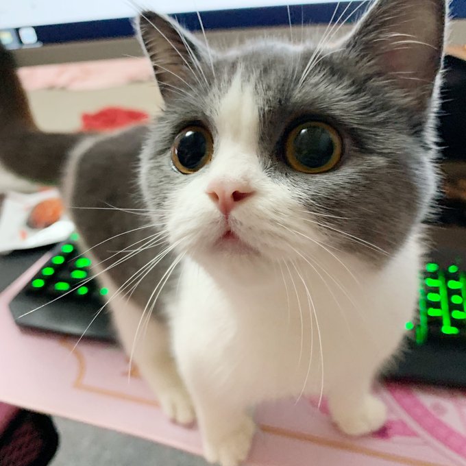 Twitterのコスプレ画像8