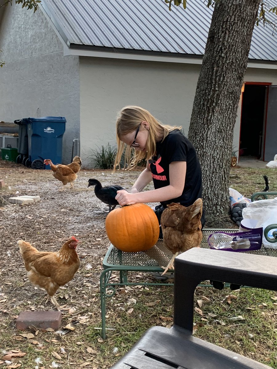 Practice pumpkin carving with chickens (and a duck 🦆) They did help a lot with clean up! 😜🐔🎃