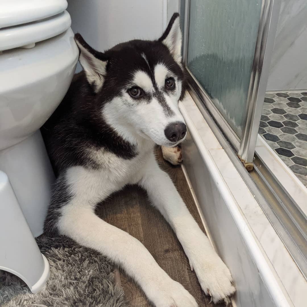 What Age Does A Husky Stop Growing