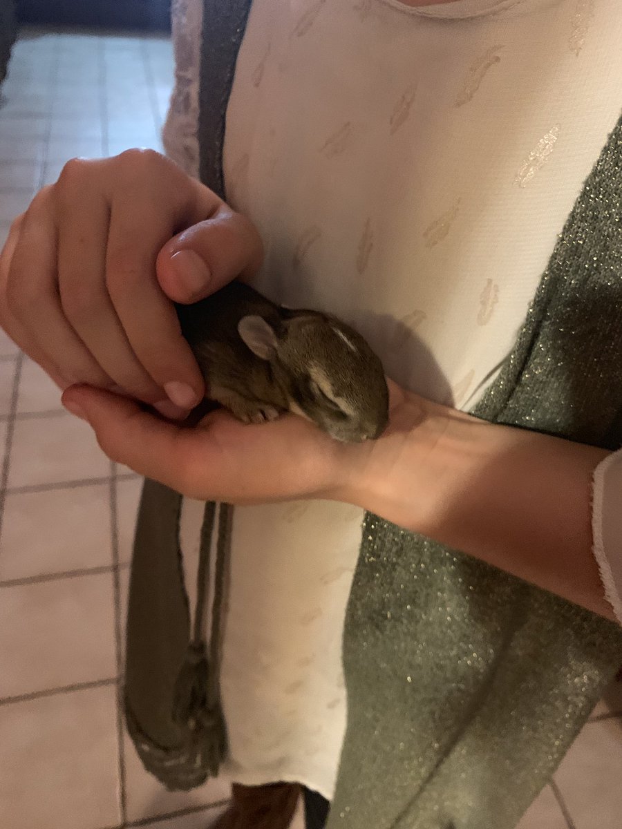 lilsisternature's tweet photo. My friends dog got ahold of this little cutie, so now we have a new baby to take care of. 😋 https://t.co/tYKjzEuyMd