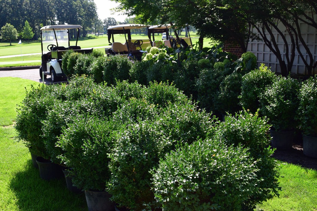 DGCGolfClub's tweet photo. When he isn't carefully manicuring our 36-hole Donald Ross Golf Courses, he's busy landscaping and planting.  Our Greens Superintendent Jake Mendoza is a jack of all trades at DGC.  This past week he planted over 100 boxwood bushes.
#JakeforPresident #BoxwoodsforDays #DGC https://t.co/do68y30nKv