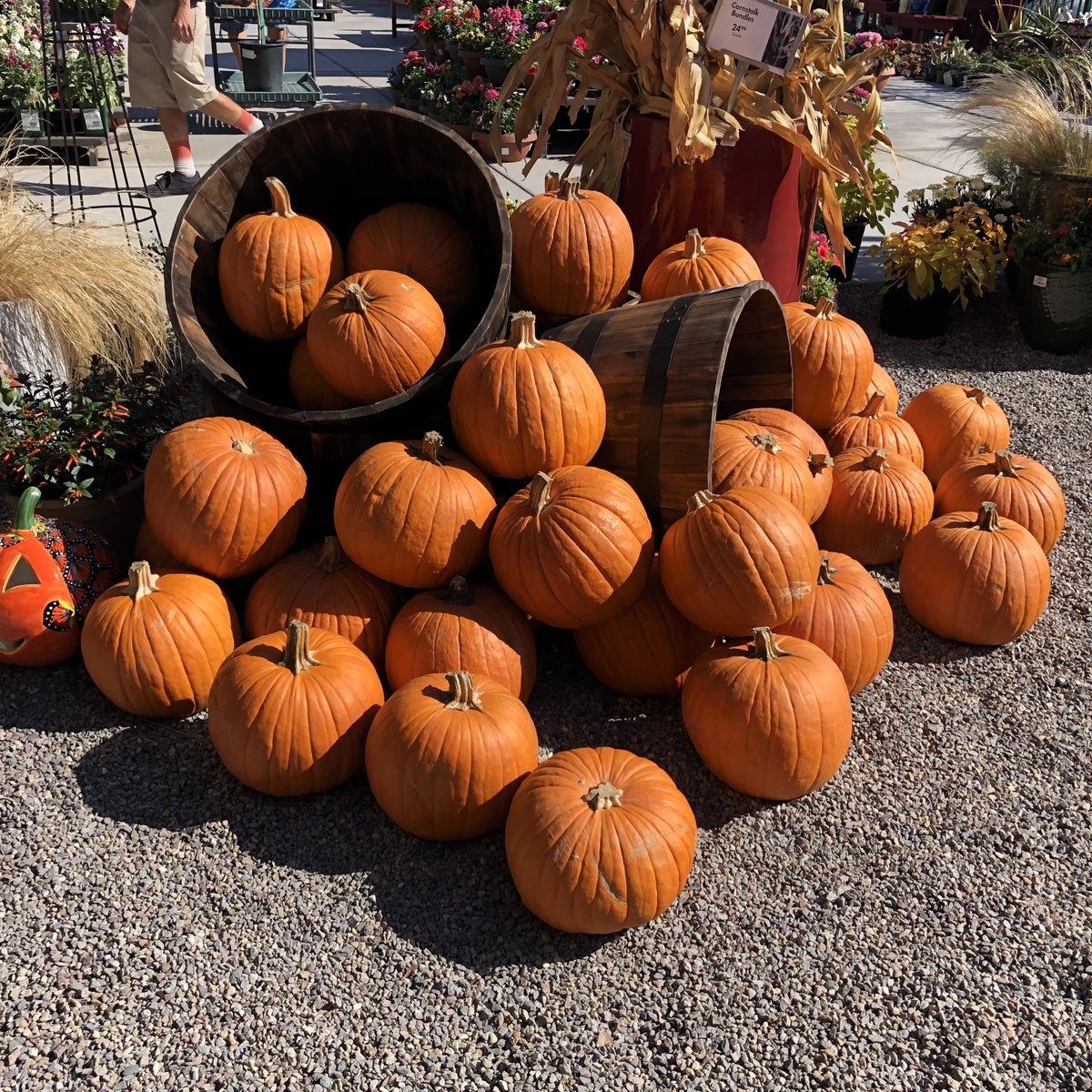 OsterAds's tweet photo. It’s Fall Fest at @armstronggarden ! Pumpkins 🎃 are out so that means pumpkin pies 🥧 are here amongst the flowers 💐
#garden #gardening #flower #flowers #pumpkin #pumpkins #fallfest #horticulture #greenthumb #armstronggardencenters #oster #osterads https://t.co/tu6VpIAykt