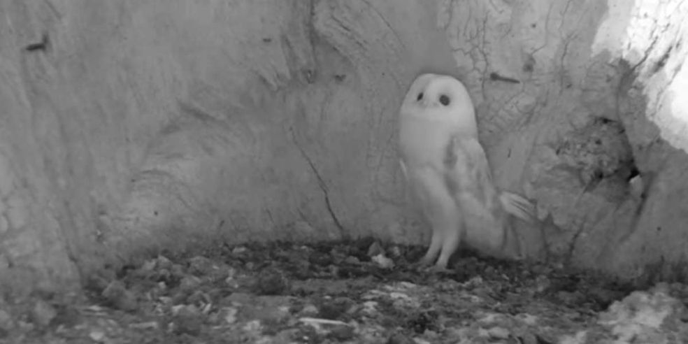 The Tortoise Cat On Twitter Watch This Baby Barn Owl Hear
