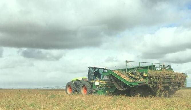 Vantage_Canada's tweet photo. Here's a potato harvester being pulled by a Xerion 5000 with a reversible cab. It's set up with a @Trimble_Ag TMX-2050 CAN Autopilot system for automated steering. Let us know how we can help you set up your equipment for precision! #precisionwithpurpose #vantagecanhelp #abag https://t.co/2nmrFxLUyx
