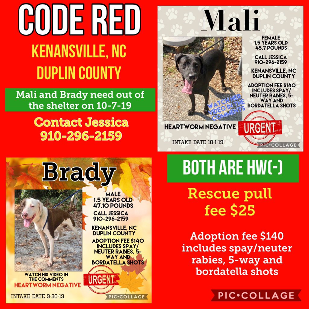 FriendsOfDuplin's tweet photo. 🚨  CODE RED   🚨
Time is something that Mali &amp; Brady do not have! They are awesome dogs &amp; are good with other dogs. They need an adopter or a rescue to save them on 10-7
Shelter phone 910-296-2159
#AdoptDontShop #DuplinCounty #SaveMali #SaveBrady https://t.co/x1s7PfhJrB