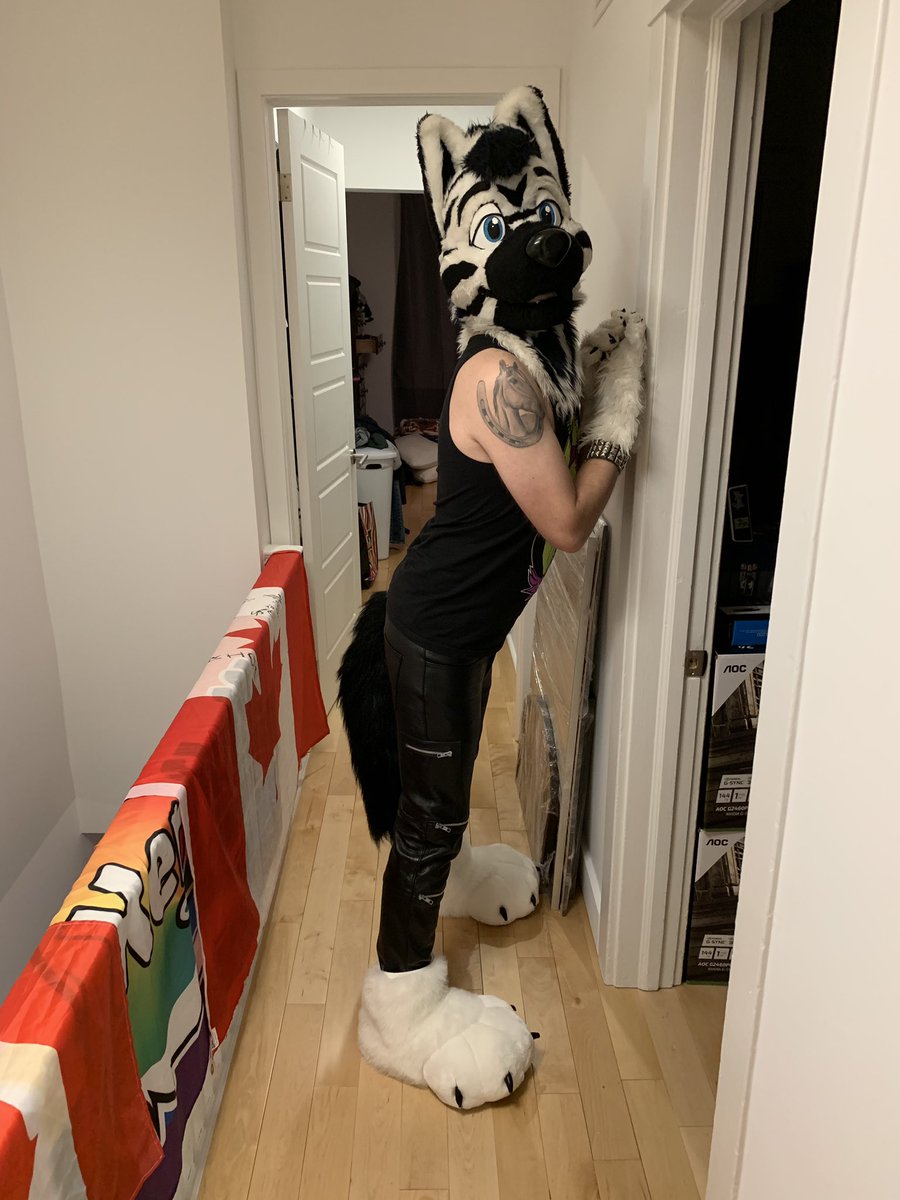 Zolar_the_Zolf's tweet photo. Preview of my outfit for Howl tonight ~ https://t.co/el4wdhTjk4