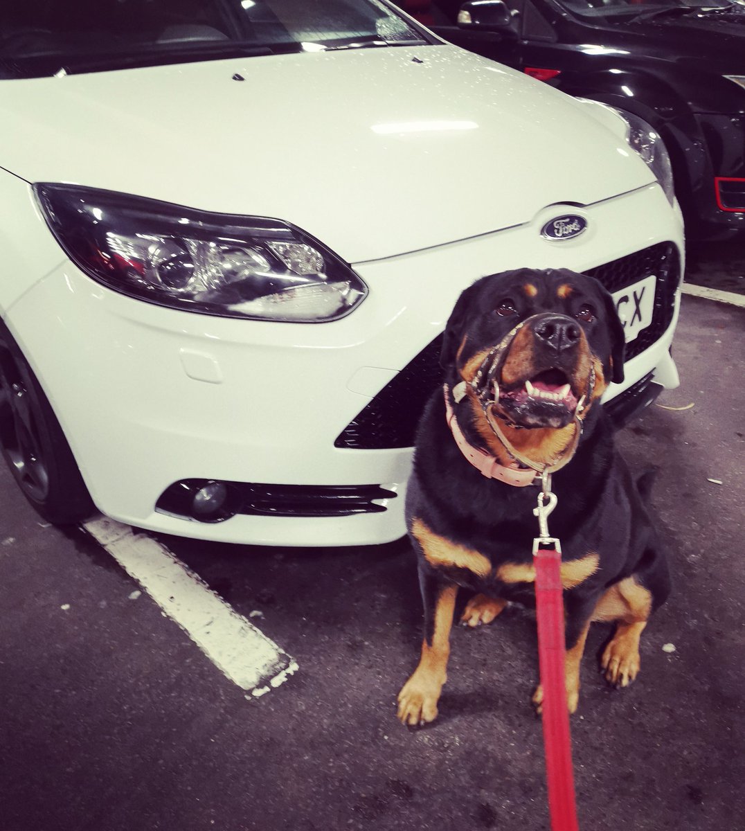 Jessguy22's tweet photo. Been out with the hub and Roxie. Bit wet out to really boost it unfortunately ๐ถ๐ #rottweiler #FocusST3 https://t.co/MK7B2UpzTS