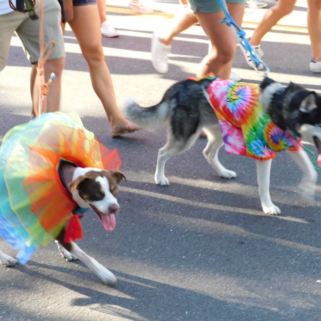 MannerJax's tweet photo. The #dogs of #Pride. 

#pride2019 
#RiverCityPride 
#buddeez
#doggers 
#dogsofpride
#Jacksonville https://t.co/owPImuKUbf