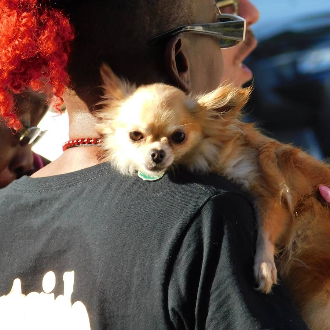 MannerJax's tweet photo. The #dogs of #Pride. 

#pride2019 
#RiverCityPride 
#buddeez
#doggers 
#dogsofpride
#Jacksonville https://t.co/owPImuKUbf