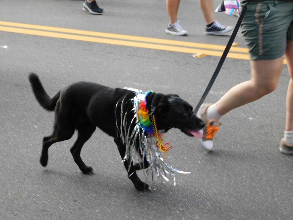 MannerJax's tweet photo. The #dogs of #Pride. 

#pride2019 
#RiverCityPride 
#buddeez
#doggers 
#dogsofpride
#Jacksonville https://t.co/owPImuKUbf