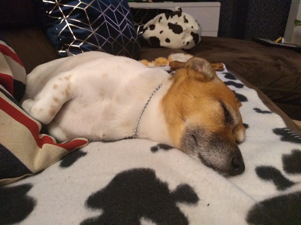 karmaskulls's tweet photo. Maddie (6) at home, and Corrie (12) at the parents today 🥰
#mymutts #dogsoftwitter #terriers #dogs https://t.co/nLRwJheA0W