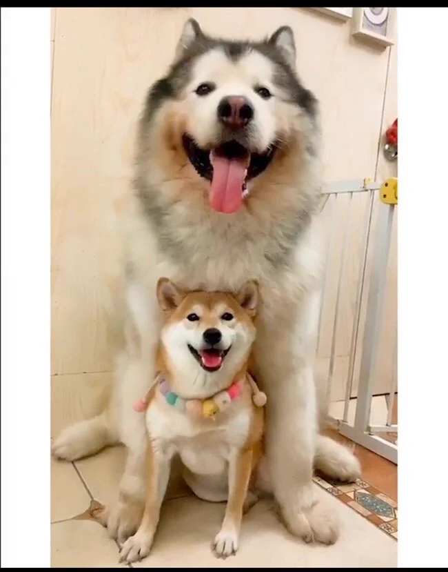柴犬の面目が．．．たった一年で大きくなりすぎだろ‼