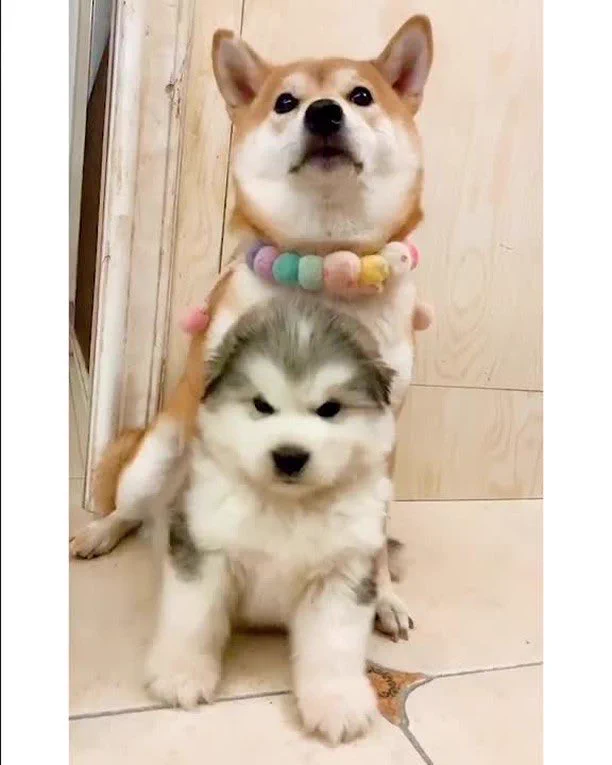 柴犬の面目が．．．たった一年で大きくなりすぎだろ‼