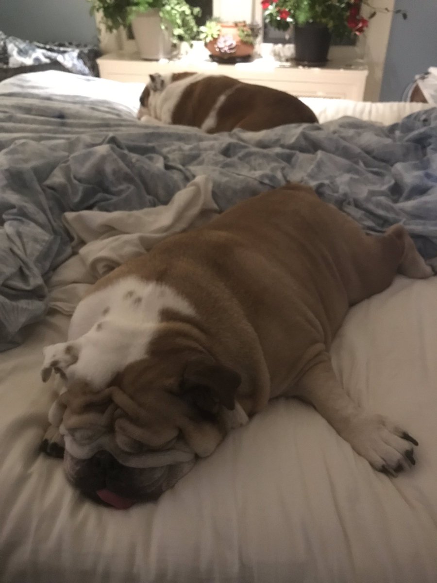Catsemail's tweet photo. I don’t know Mama. Where are you and Daddy going to sleep? #WeGotHereFirst https://t.co/aFIoSuanmo