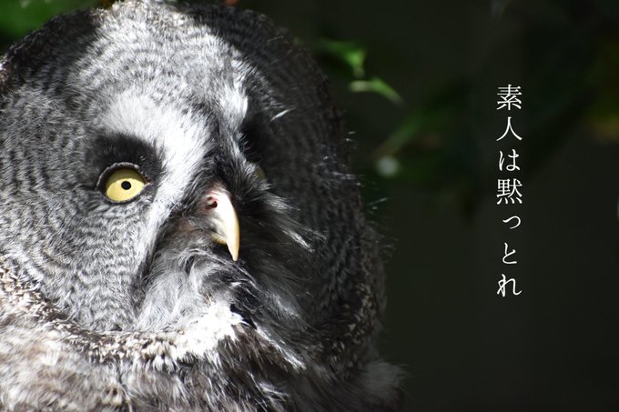 フクロウさんのtwitterイラスト検索結果 古い順