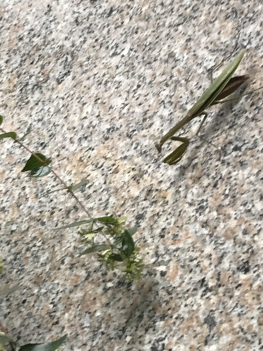 kensuian's tweet photo. 金襴緞子は縁起良し！

朝から関根勤氏を発見！

トシちゃん感激ぃぃぃ！

あらあら、あたしはキンドーちゃん！

平成生まれには、わかるかなぁ〜。

ワカンねぇーだろーなww
（昭和50年代生まれでも分からないかも）

#かまきり　#カマキリ拳法　#昭和　#おはよう https://t.co/CUQ78vPiZO