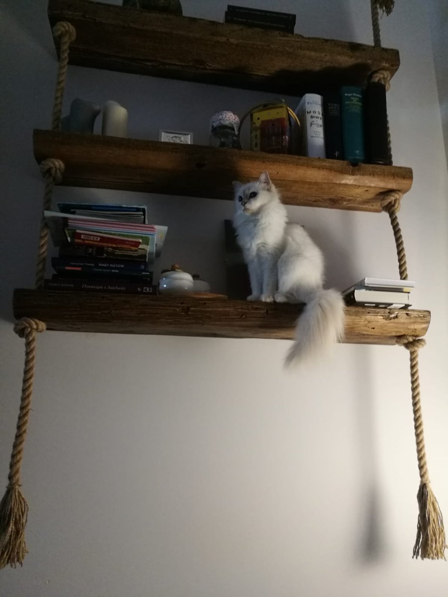 Suits me
😉
#birmancattery #kittens #CatsOfTwitter #birmancat