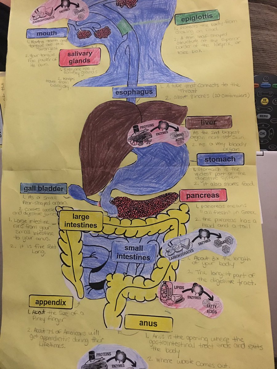 AmyCelsi's tweet photo. Student Digestive System Diagrams #ilovefood #scienceisfun  @THSGriffins https://t.co/i7zXirniKe