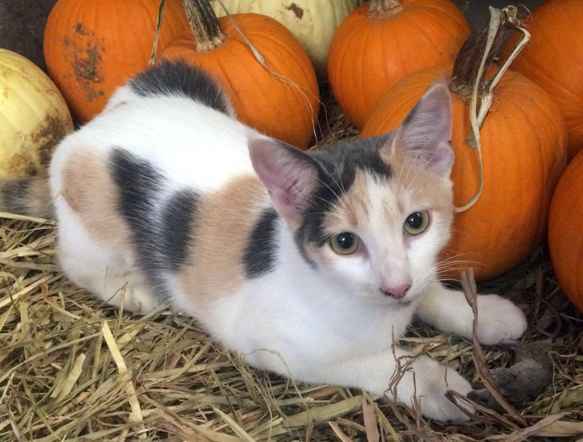 Frank Force On Twitter Visited A Farm Today And In The Pumpkin