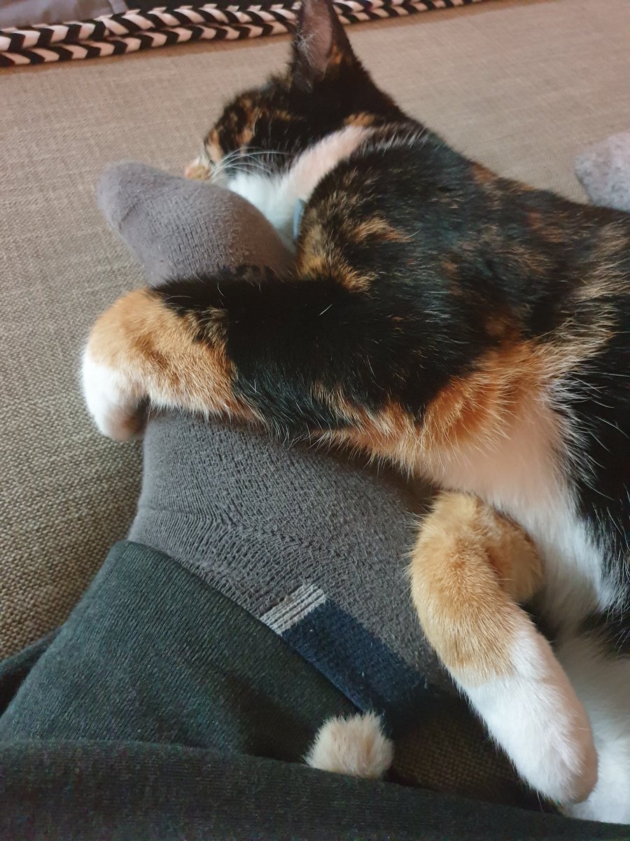 DarrylMPhoto's tweet photo. @NicolaGujer Omg your cat could totally be our cat https://t.co/ixYqyhEBPE
