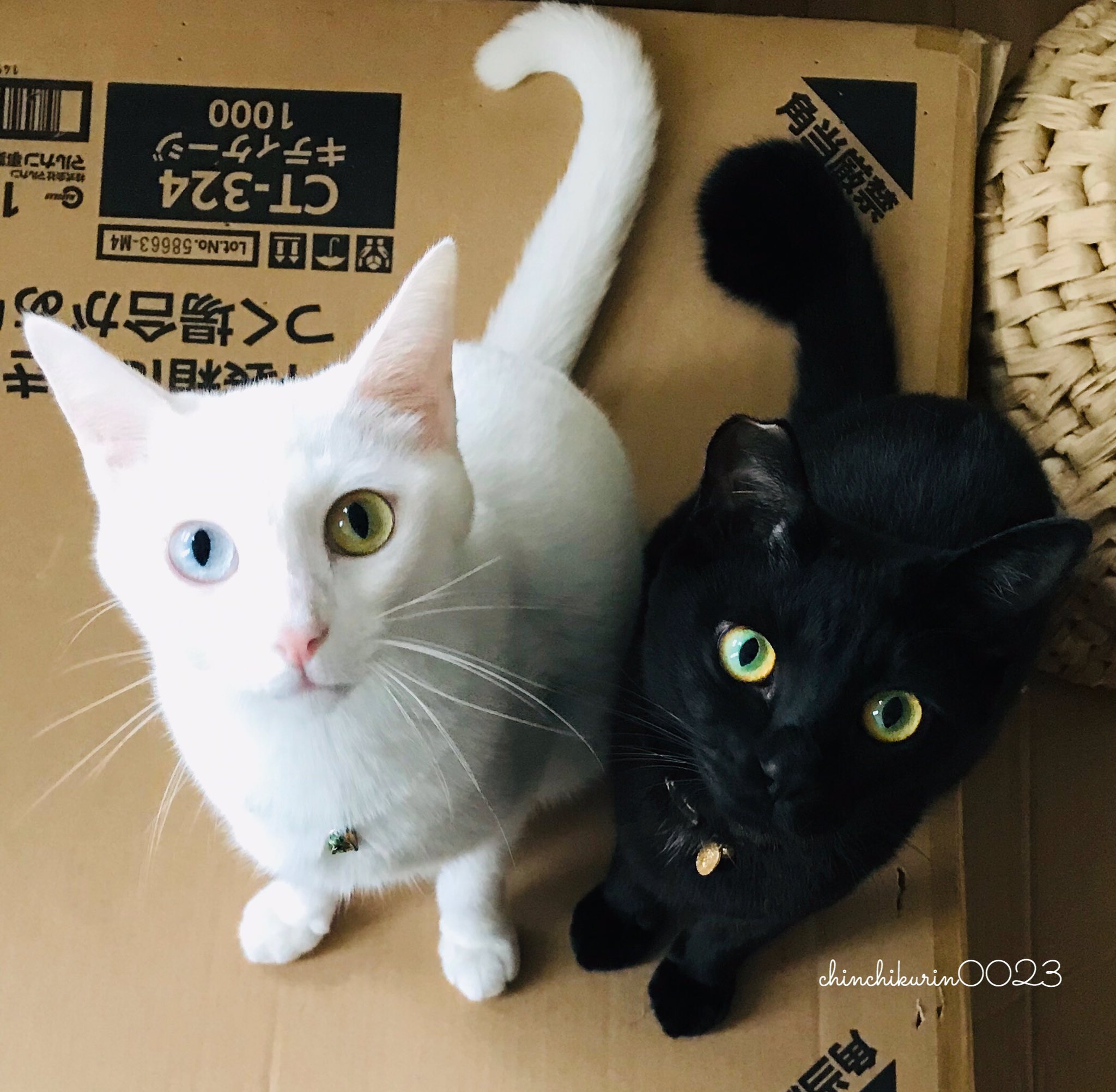 オセロ猫 Twitter Search Twitter