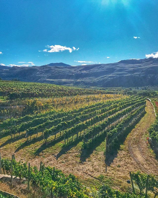 _themodestones's tweet photo. Weekend in 🍷 country https://t.co/bYGAkubzp6 https://t.co/J0LnnCNWNR