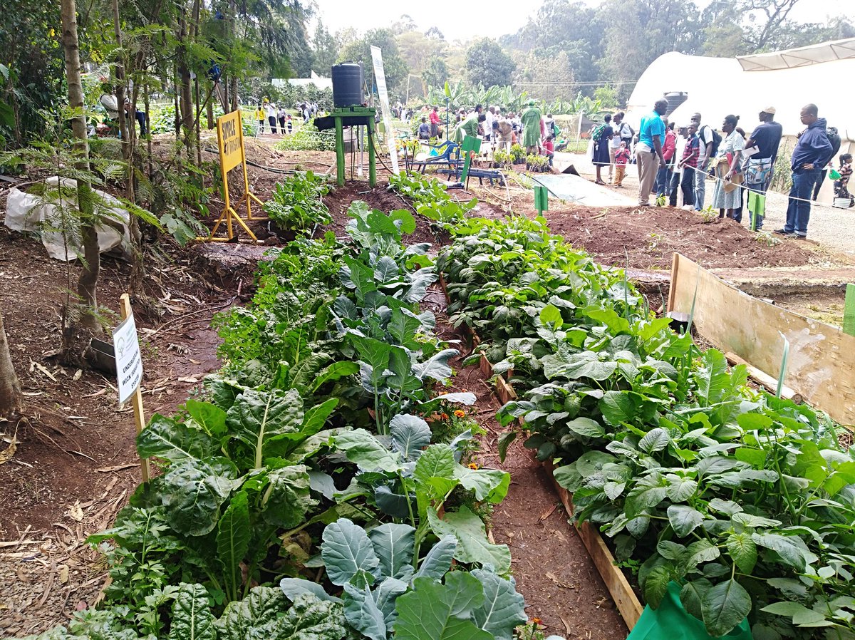 Amos_Moruri's tweet photo. Health eating begins with health farming practices. There is NO excuse for land ; we can do it through kitchen gardens. #AgrifocusKE #Doubledigging #NairobiInternationalShow #ASK https://t.co/OdTGBSKhJc