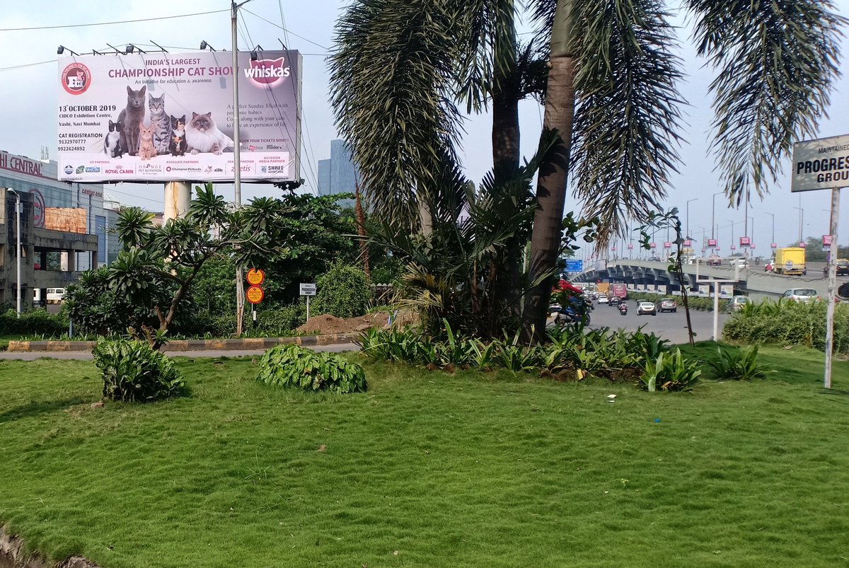 The Feline Club of India tweet media