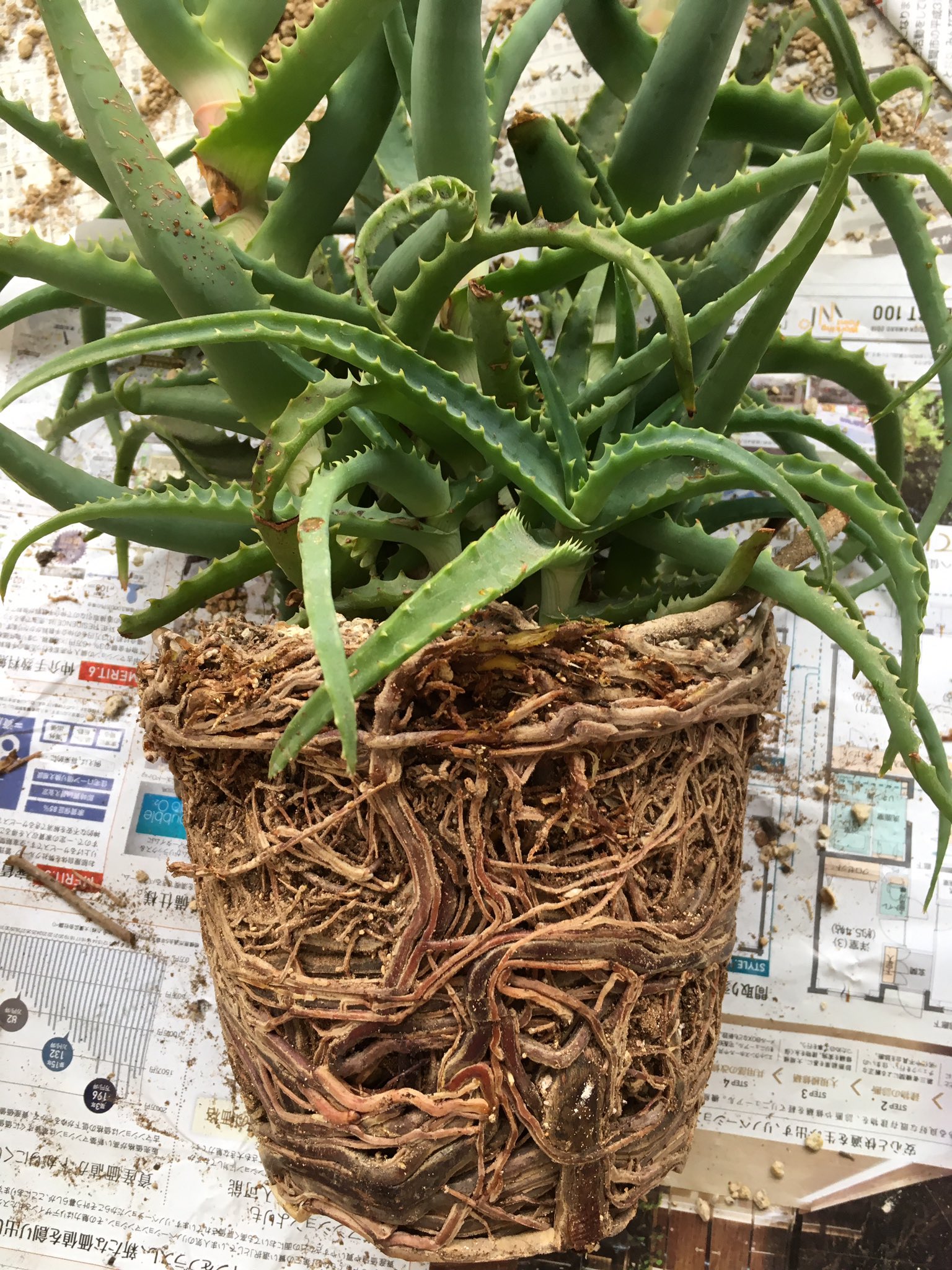 ふらりふらり アロエの植え替えをしようと鉢から抜いてみたら根っこギッシリ W えっ 土はどこいった T Co 87vzfpyaor Twitter
