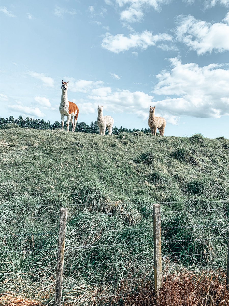 Afven2's tweet photo. Ran into this lot on our #walk down the #GreytownRailTrail. So friendly! You will love the #Wairarapa 🦙 🦙🦙 https://t.co/6hT6RH9F5u