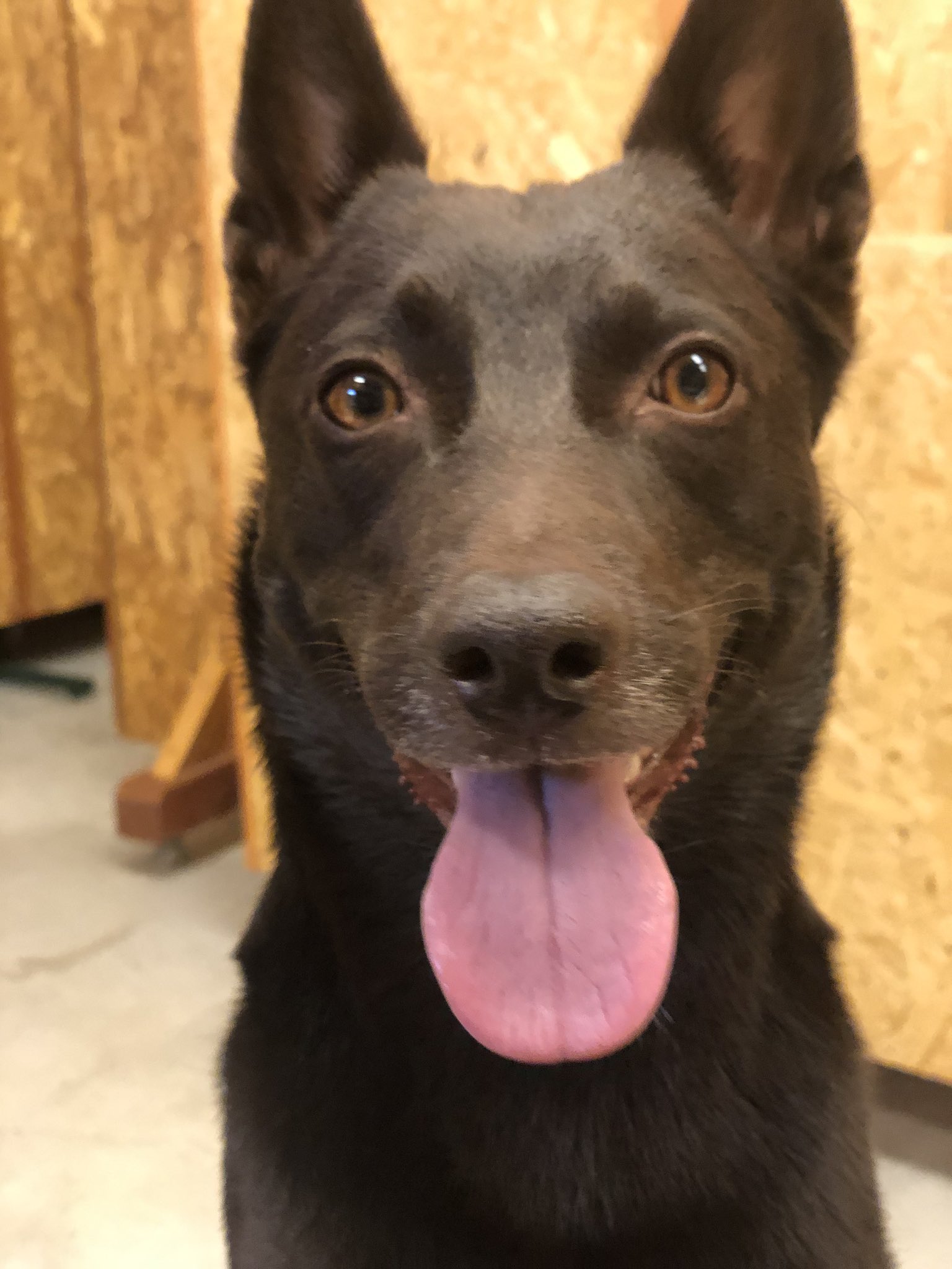エルク フードスモーカーの実演準備チュウ 看板犬ダンテがチーズとチクワ食べたくて邪魔してます 2時過ぎからのんびり実演開始します ゆるきゃん ゆるキャン 実演 フードスモーカー 甲府エルク メッチャ簡単 メッチャ美味し 一家に一台燻製機 エルク フードスモーカーの実演準備チュウ 看板犬ダンテがチーズとチクワ食べたくて邪魔してます 2時過ぎからのんびり実演開始します ゆるきゃん ゆるキャン 実演 フードスモーカー 甲府エルク メッチャ簡単 メッチャ美味し 一家に一台燻製機