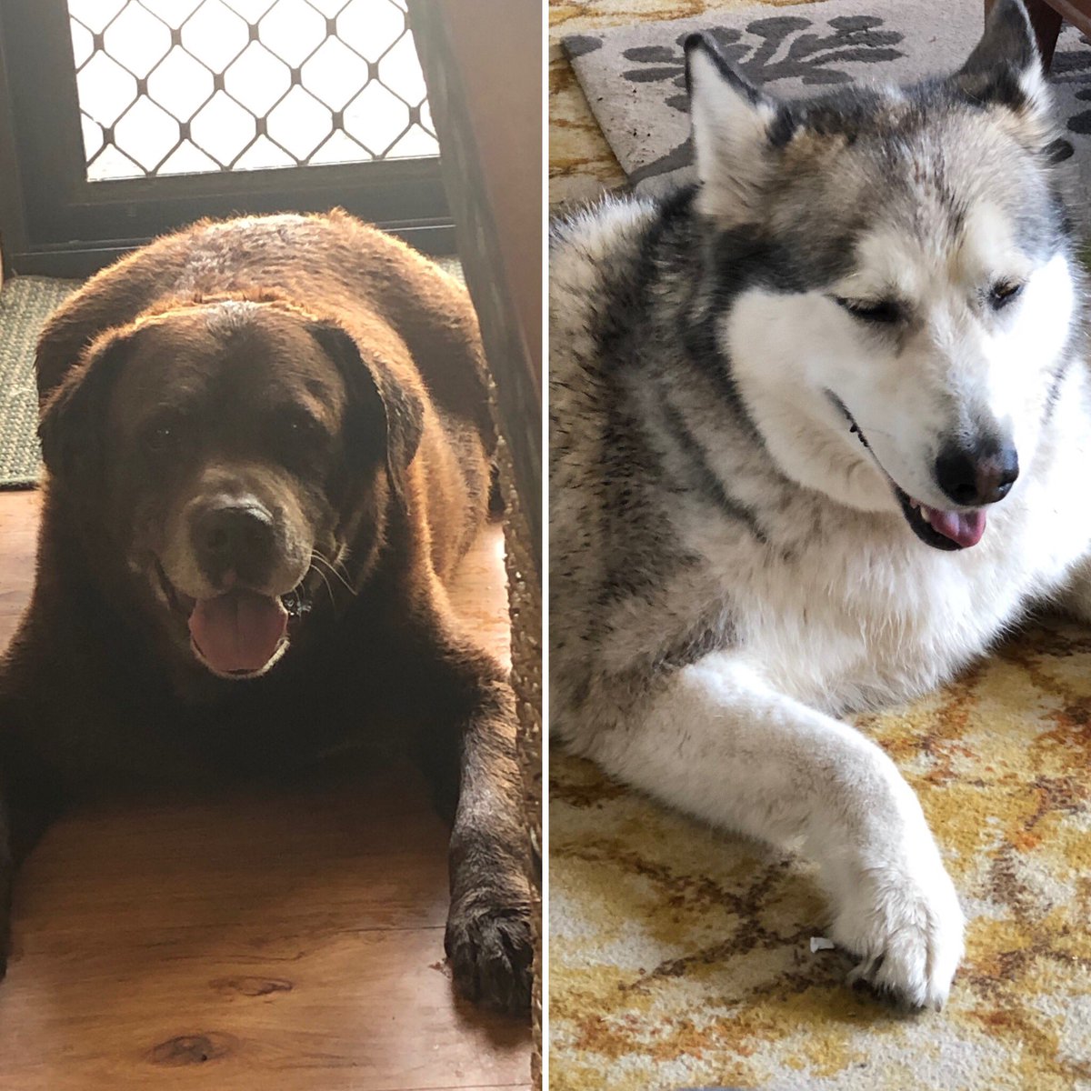 jasflic's tweet photo. @JoSwindell My Labrador Spencer is not happy with his new Husky sister Meg https://t.co/MV3EVrGu4W