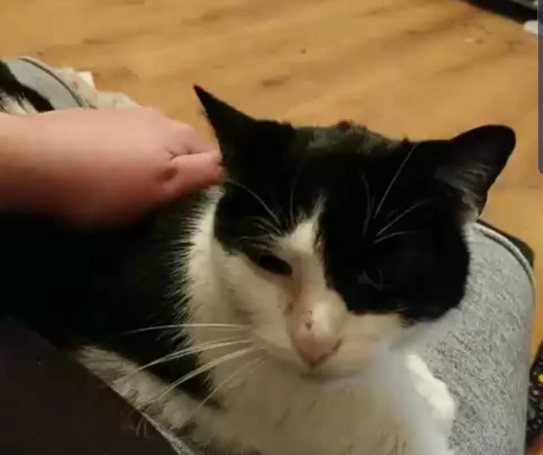 Lost cat in #Nunhead #se15, around 16 years old, not microchipped, not wearing a collar. She's a house cat called Ruby. Could you RT please?