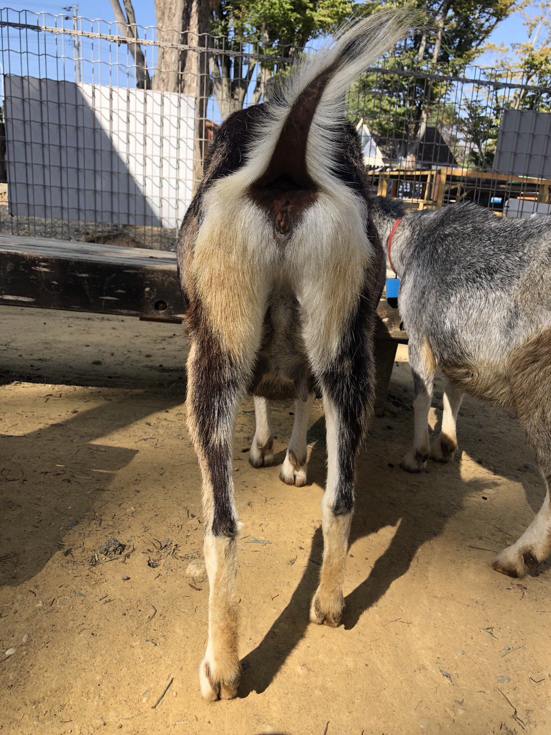 豊橋総合動植物公園 豊橋のんほいパーク Twitterissa ヤギのおしり ピンと立っているしっぽは うれしい時にふりふり振ることがあります のんほいパーク 動物園 豊橋 ヤギ しっぽ のんほい月別 豊橋総合動植物公園 豊橋のんほいパーク Twitterissa ヤギのおしり ピンと立っているしっぽは うれしい時にふりふり振ることがあります のんほいパーク 動物園 豊橋 ヤギ しっぽ のんほい月別