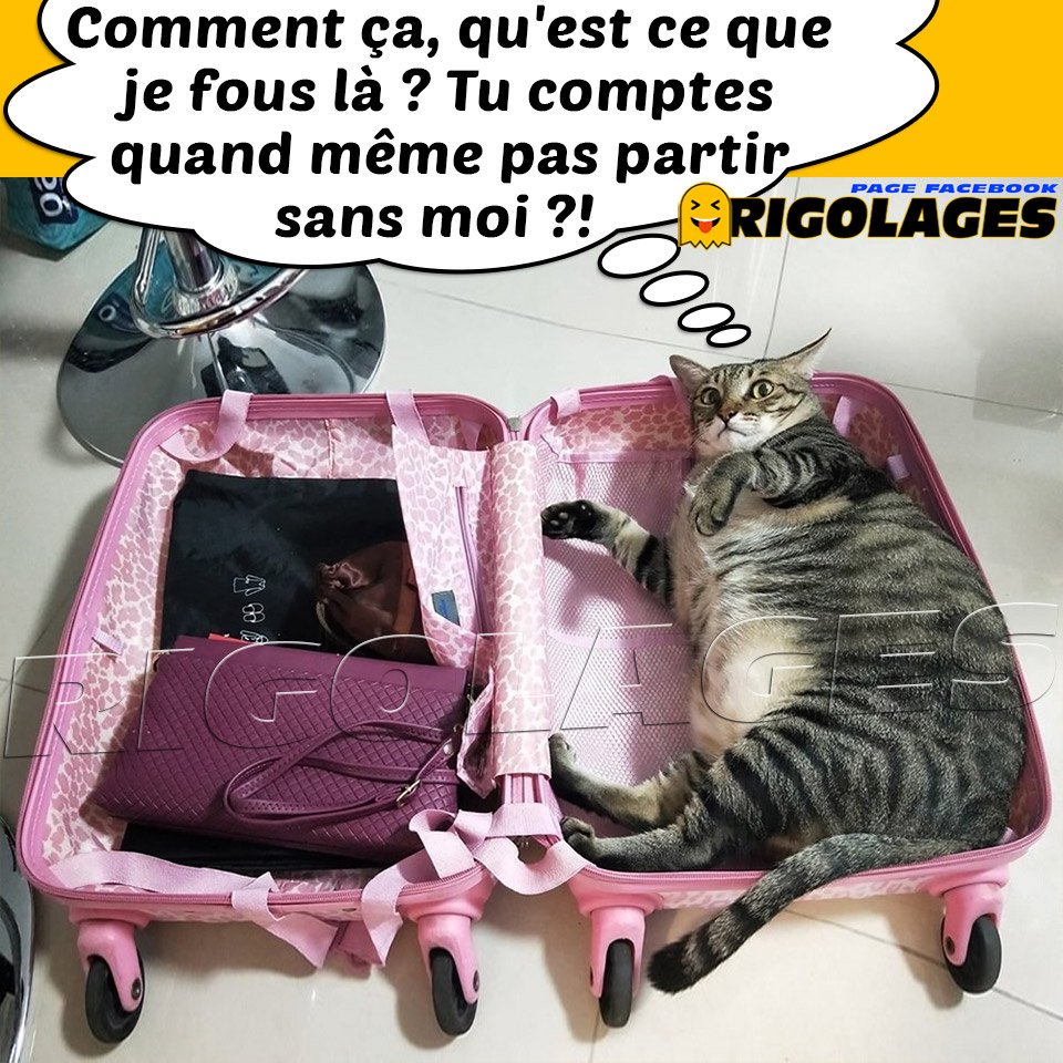 Rigolages Auf Twitter Rigolages Humour Chat Bagage Valise Voyage