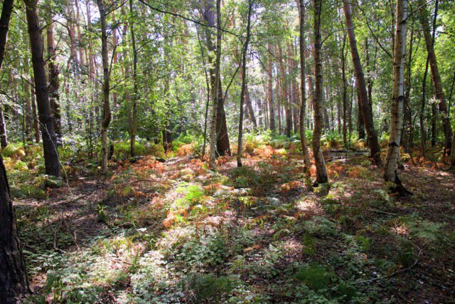 Sunlit woodland at #OxburghHall