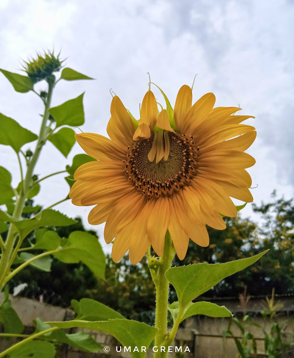 Umargrema1's tweet image. Beautifying my garden with this 🌻