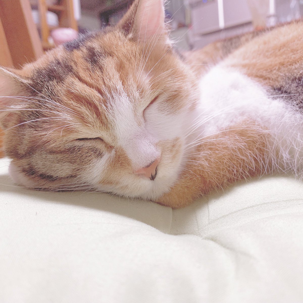 ariii_15yo's tweet photo. おかわ https://t.co/jpY3iY91Hi