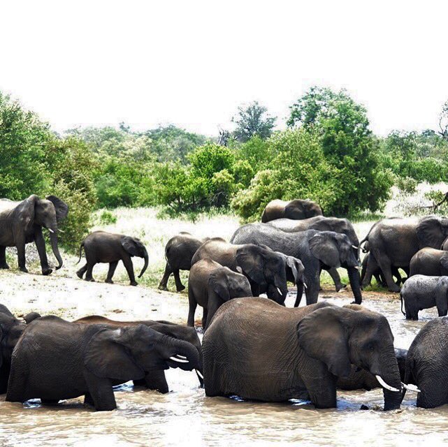 Special screening of Forest Hope in #Vlaardingen today! We hope to see you all!
facebook.com/events/4868202…