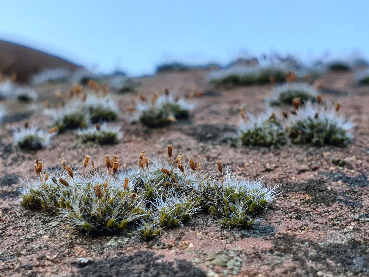 monteromonti's tweet photo. En la vieja tinaja el #microbosque sigue creciendo ajeno a nuestras idas y venidas #SierraMorena https://t.co/GySJI7QNgm