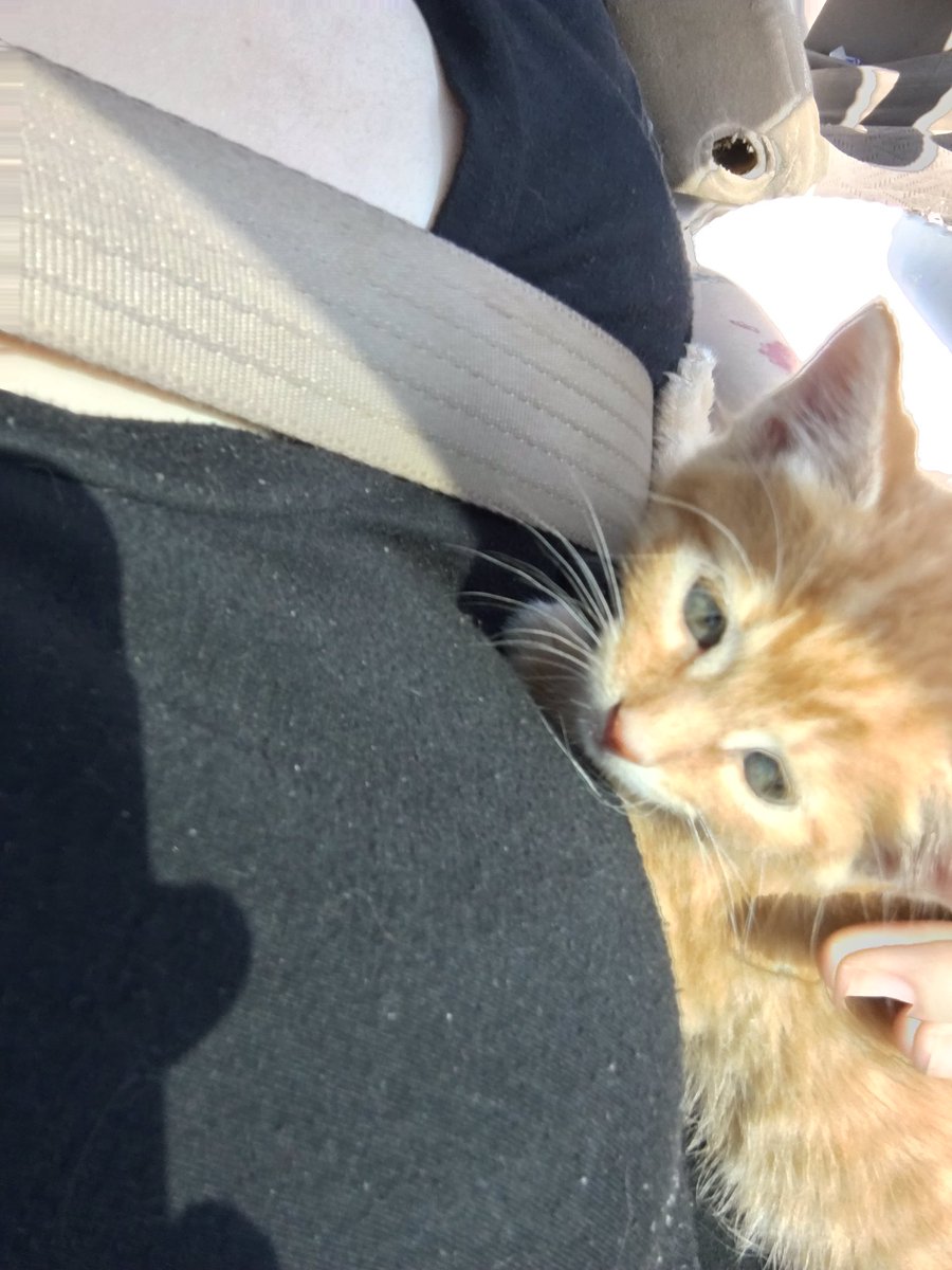 CaptainSquidInk's tweet photo. Well yesterday was extremely eventful 😂
We went to the Claybank Festival 
My husband got his first cat
His name is Dizzy
My son got a inflatable dinosaur 
And I got some corgi stickers from one of my friends 💕 https://t.co/Bh63WzfLxX