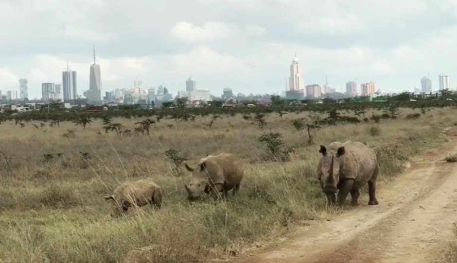 Baobab2018's tweet photo. @kwskenya #Nairobi National Park what a treasure! 
#Rhino https://t.co/AJmziPP4Rk