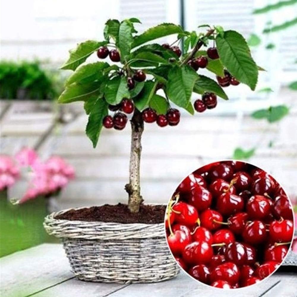 Excited to share the latest addition to my #etsy shop: 100 Cherry Seeds, Gardening Gifts, Heirloom Seeds, Rare Seeds, Exotic Plants, Live House Plants etsy.me/2nkOipo #supplies #green #gardening #yellow #plant #yes #plantseeds #fruitseeds #flowerseeds