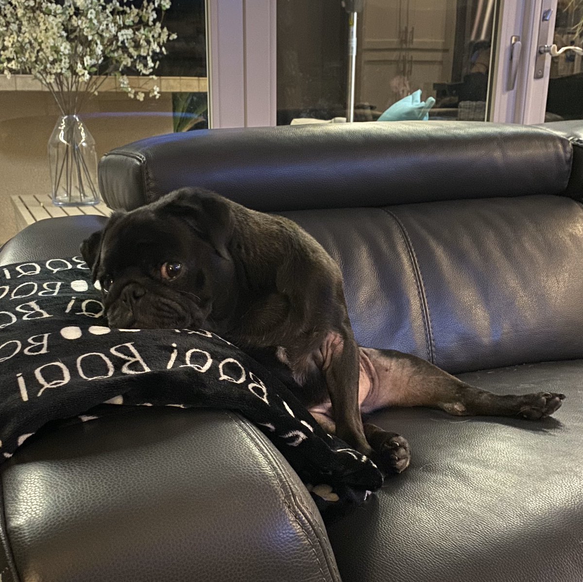pugchronicle's tweet photo. 💕 #puglove #pug #pugs https://t.co/4SbcpZwvwS
