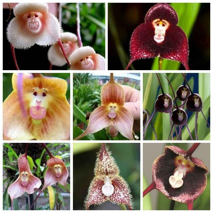Excited to share the latest addition to my #etsy shop: 100 Orchid Monkey Seeds, Gardening Gifts, Heirloom Seeds, Rare Seeds, Live House Plant etsy.me/35aNeWo #supplies #gardening #yes #beige #black #flower #plantseeds #flowerseeds #organicseeds