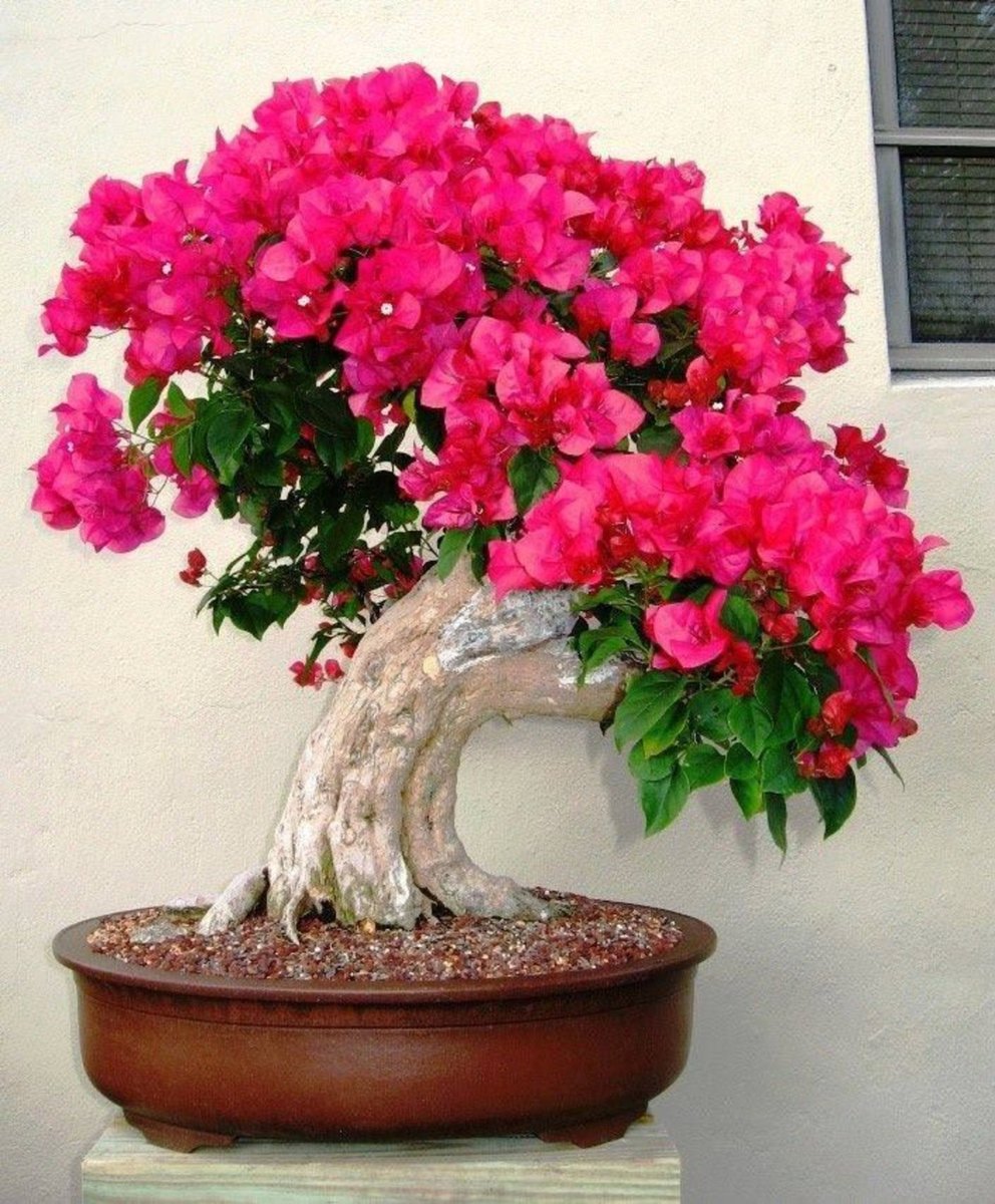 Excited to share the latest addition to my #etsy shop: 10 Bougainvillea Seeds, Bonsai, Zen Garden, Heirloom Seeds, Gift for her, Christmas Gifts, etsy.me/2OpOzm2 #supplies #green #gardening #yellow #plant #yes #plantseeds #fruitseeds #flowerseeds