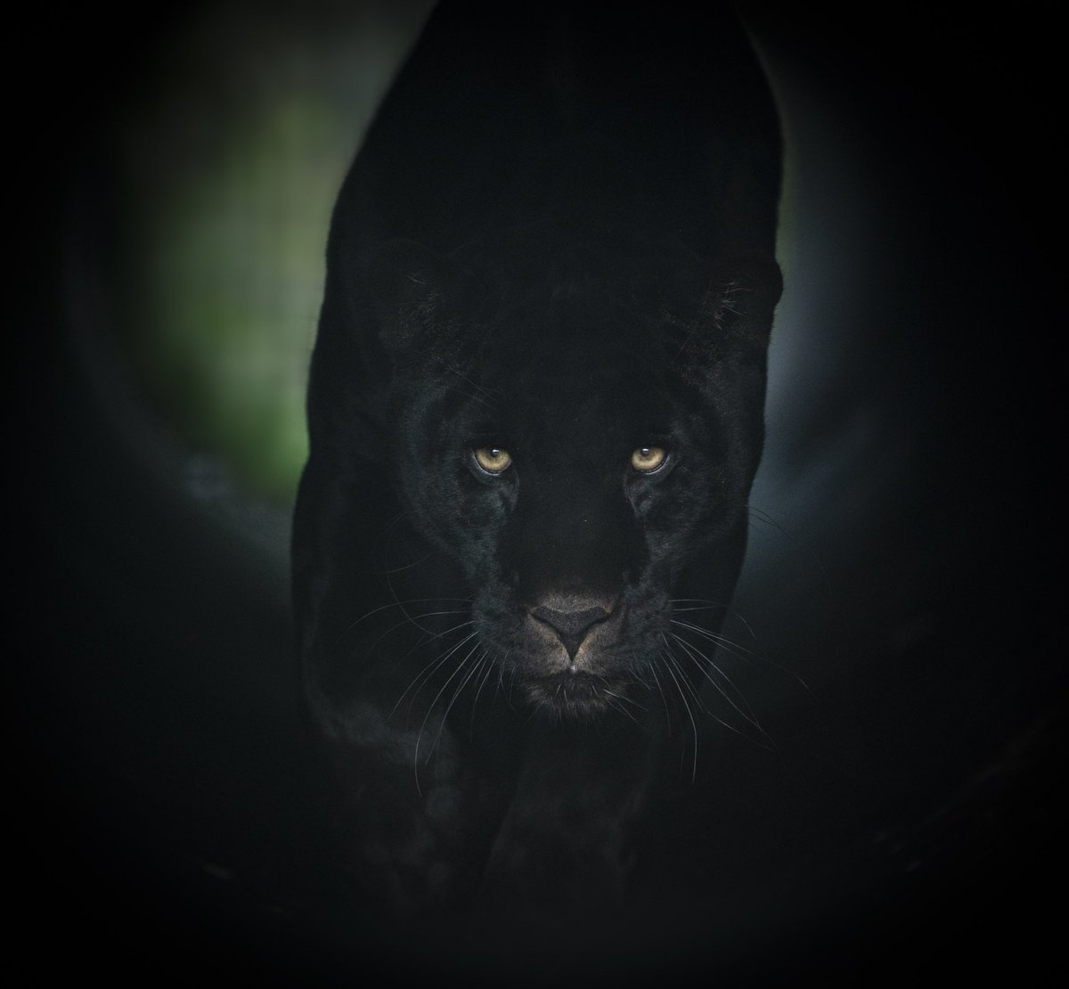 almazleaper's tweet photo. Neron #black jaguar โฆ@TheBigCatSanctโฉ Loved by all. #presentgiving : https://t.co/aP5eMot6FR #NikonD850 โฆ@NikonatGraysโฉ https://t.co/i5QkOM1Eyf