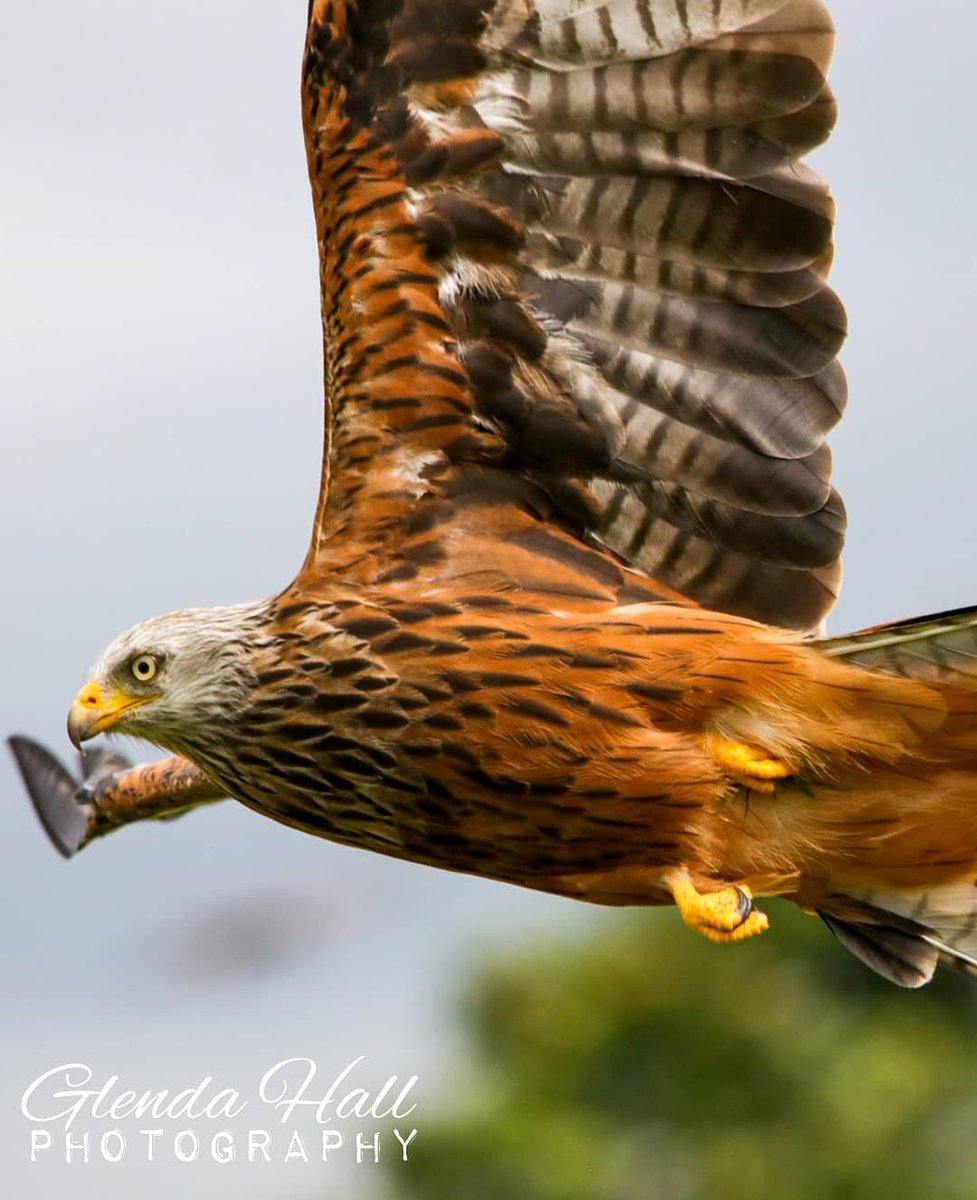 glendahall2's tweet photo. I absolutely love #redkites, but this #birdofprey was #tooclose, I couldn't fit him in the frame - look how sharp those #talons are!

I was thrilled to pieces to get to the #RedKiteFeedingStation in #Llanddeusant, #Wales when we were on holidays during the Summer.
#rspb https://t.co/8X5iaUi5pv